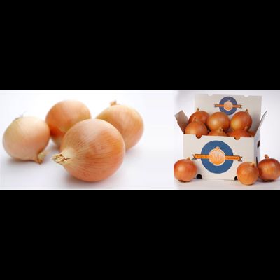 Onion